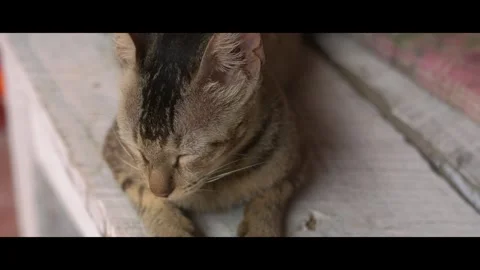 Cute Cat and Kitten Playing Together Indoors Video stock 312805632