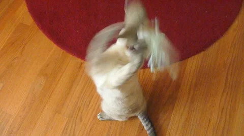 Cute Cat and Mouse Game 2 Stock Footage 10886866