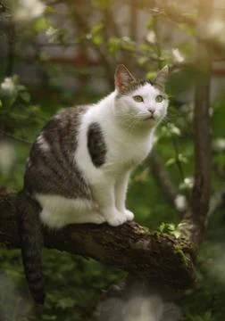 Cute cat on the apple tree Stock Photos