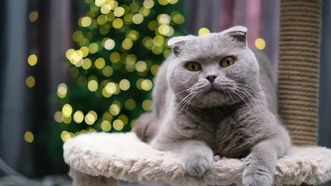 Cute cat on the background of a Christmas tree Video stock 257649448