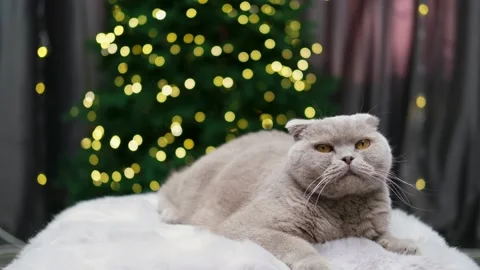 Cute cat on the background of a Christmas tree Stock Footage 257649485