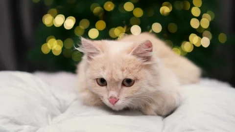 Cute cat on the background of a Christmas tree Stock-Footage 257650003