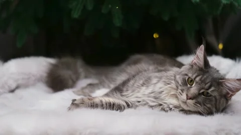 Cute cat on the background of a Christmas tree 스톡 동영상 257651040