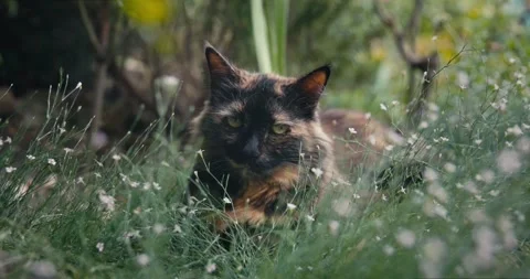 Cute cat in backyard garden. Cat outdoor with flowers Stock Footage 249519003