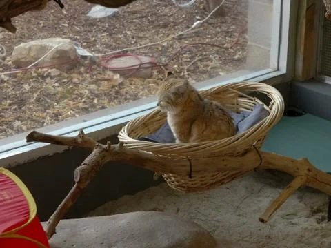 Cute Cat in Basket Stock Photos