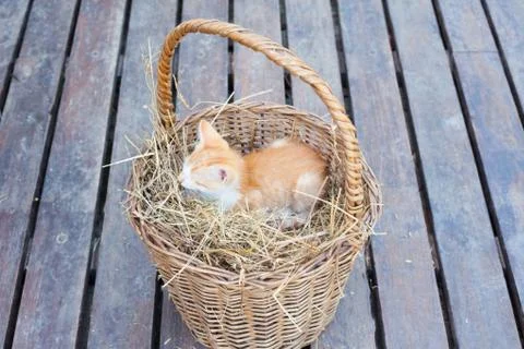 Cute cat in a basket Stock Photos