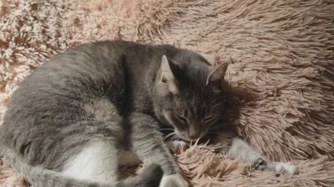 Cute cat basking in bed waving its paw and wrinkling a pillow Vídeos de archivo 154521673