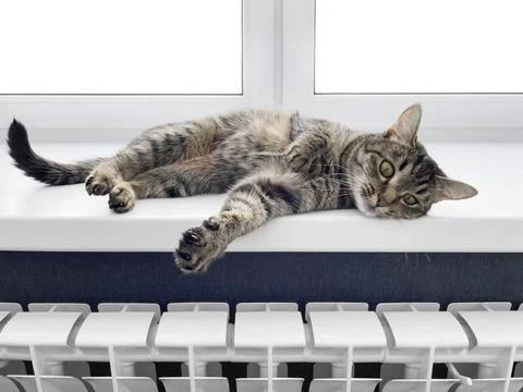 Cute cat, basking on the windowsill next to the battery Stock Photos