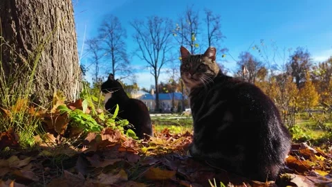 A cute cat basks in the sun in an autumn park. Slowmotion Stock-Footage 323342836