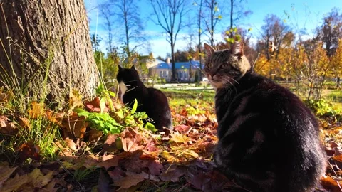 A cute cat basks in the sun in an autumn park. Slowmotion Stock Footage 323342841