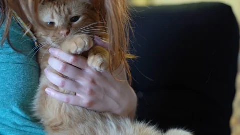 Cute cat being combed for fleas. Stock Footage 108735794