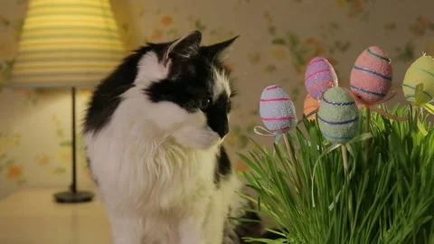 A cute cat beside Easter decorations. Cat sniffs the grass with colorful eggs. Stock Footage 106060036