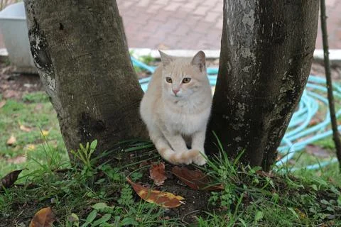 Cute Cat Between The Trees Stockfoto's