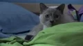 Cute Cat Big Eyes On Bed Blankets And Pillows 4K 4k or 4k+ Resolution