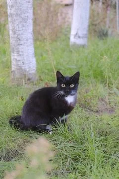 A cute cat with black and white fur sits in a yard with tall green grass Stock Photos