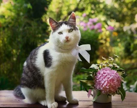 Cute cat with bow and hydrangea pink flowers Stock Photos