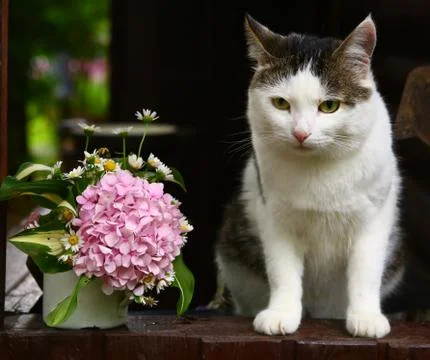 Cute cat with bow and hydrangea pink flowers Stock Photos