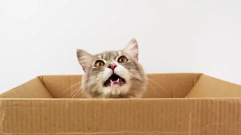 Cute cat on a box 1 Stock Footage 247649039