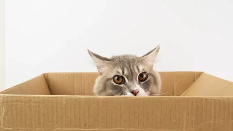 Cute Cat on Box 2 Stock Footage 247648611
