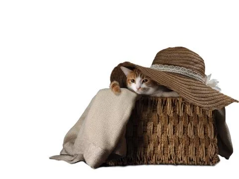 Cute cat in a box under a summer hat on a white background. Stock Photos