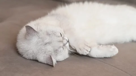 Cute cat breed british cat lying on the couch soft sunny color through greens Stock Footage 260374865