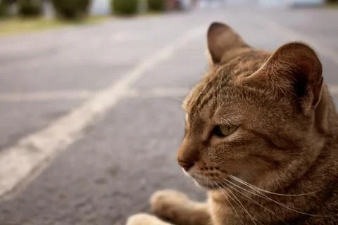 Cute cat Brown pattern is looking Lie on the Concrete floor Stock Photos
