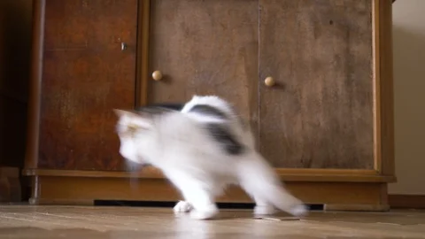 Cute cat catches laser pointer light low angle shot Stock Footage 119906335