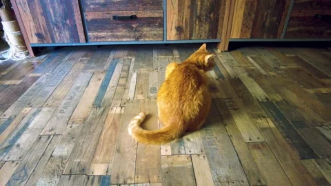 This cute cat is chasing after some treats. Stock Footage 335686766