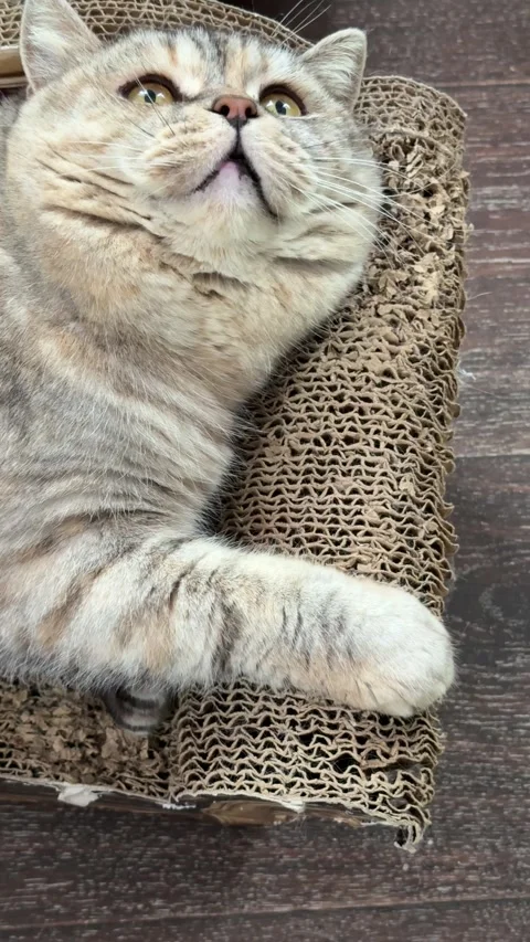 A cute cat is chilling on a pet bed scratching post Stock Footage 331590476