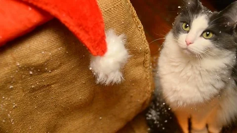 Cute cat on a Christmas background Stock Footage 69169910