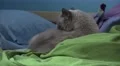 Cute Cat Cleaing Itself On Bed Blankets And Pillows 4K 4k or 4k+ Resolution