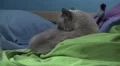 Cute Cat Cleaing Itself On Bed Blankets And Pillows HD HD Footage