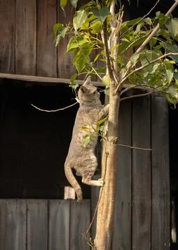 Cute cat climbing a small tree next to the ol barn Stock Photos