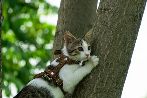 Cute Cat Climbing A Tree Stock Photos