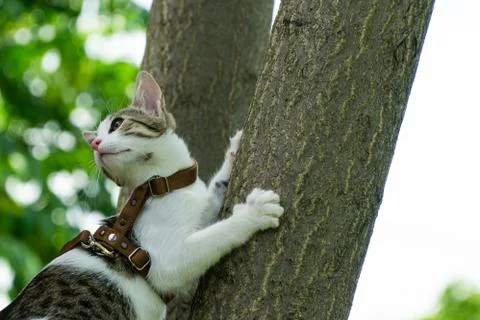 Cute Cat Climbing A Tree Stock Photos