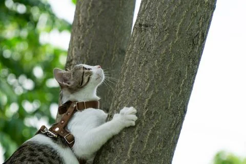 Cute Cat Climbing A Tree Stock Photos