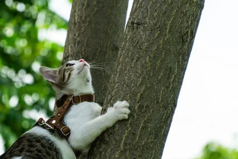 Cute Cat Climbing A Tree Stock Photos