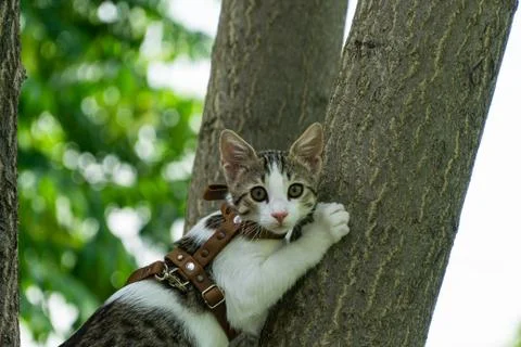 Cute Cat Climbing A Tree Stock Photos