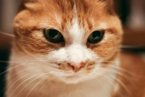 Cute Cat Close-Up Stock Photos