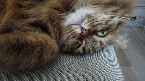 Cute cat in cludding time, brown siberian female Vídeo Stock 121980179