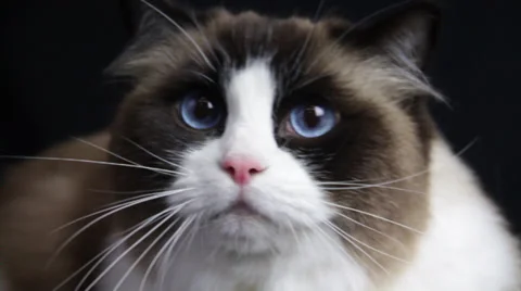 A Cute Cat comes close and sees somebody with deep Stock Footage 35522960