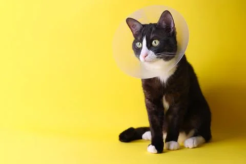 A Cute Cat in a Cone with a Bright Background Adorable Animal Photography Stock Photos