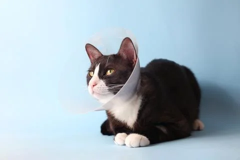 A Cute Cat in a Cone with a Bright Background Adorable Animal Photography Stock Photos