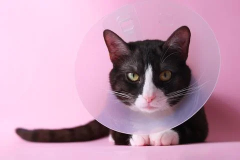 A Cute Cat in a Cone with a Bright Background Adorable Animal Photography Stock Photos