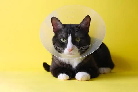 A Cute Cat in a Cone with a Bright Background Adorable Animal Photography Stock Photos