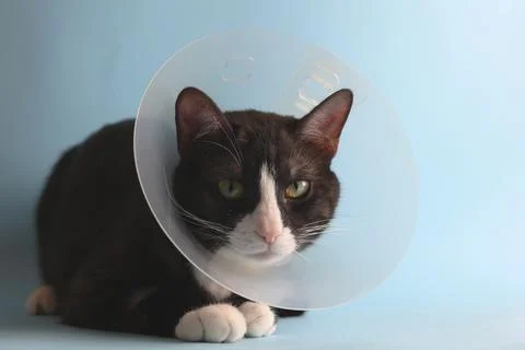 A Cute Cat in a Cone with a Bright Background Adorable Animal Photography Foto stock
