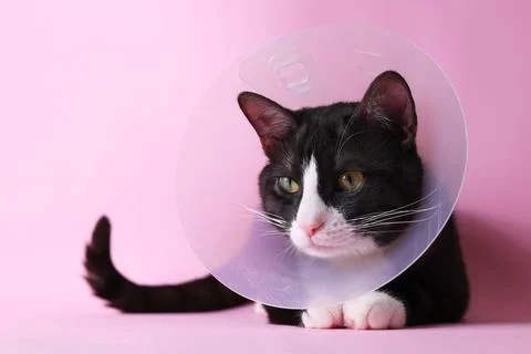 A Cute Cat in a Cone with a Bright Background Adorable Animal Photography Stock Photos