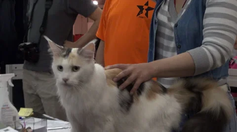 A cute cat in contest 스톡 동영상 30592550
