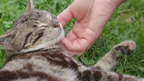 Cute cat cuddle by a hand. Stock Footage 153946428