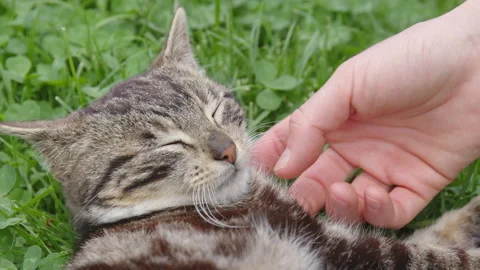 Cute cat cuddle by a hand. Stock Footage 153949091